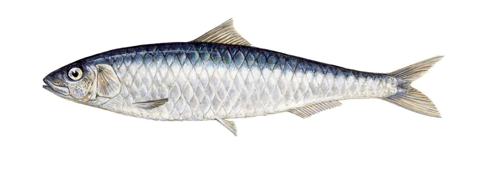 sardinha